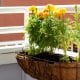 Balcones y flores