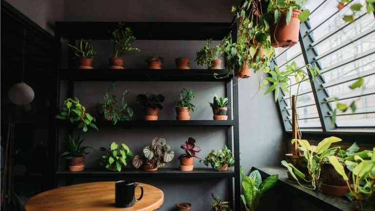 plantas