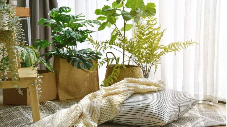 Diseño Biofílico: Espacios interiores que conectan con la naturaleza