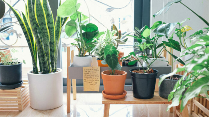 plantas plantas