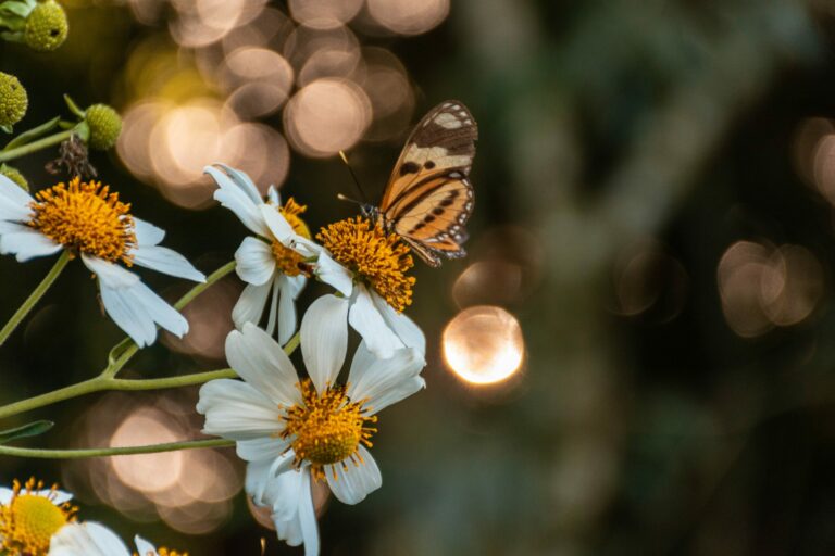 Foto de Lucas George Wendt. plantas
