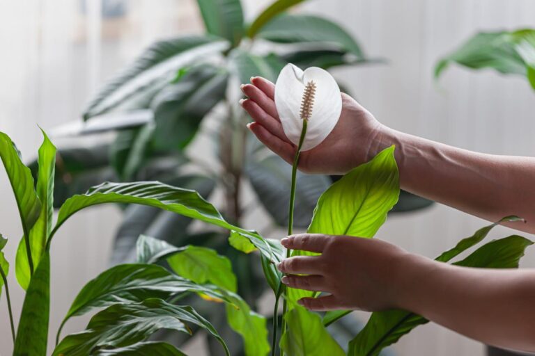 El Secreto de un Hogar Seco y Fresco: 4 Plantas de Interior que absorben humedad