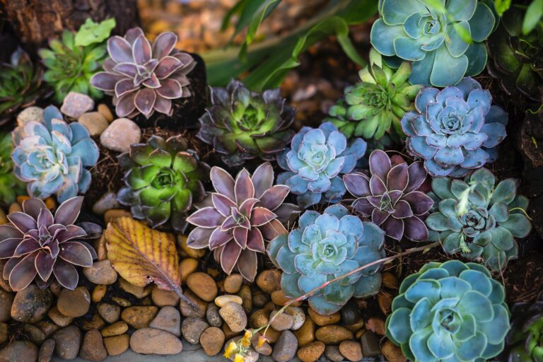 xerojardineria