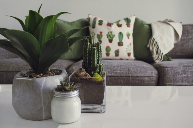 plantas