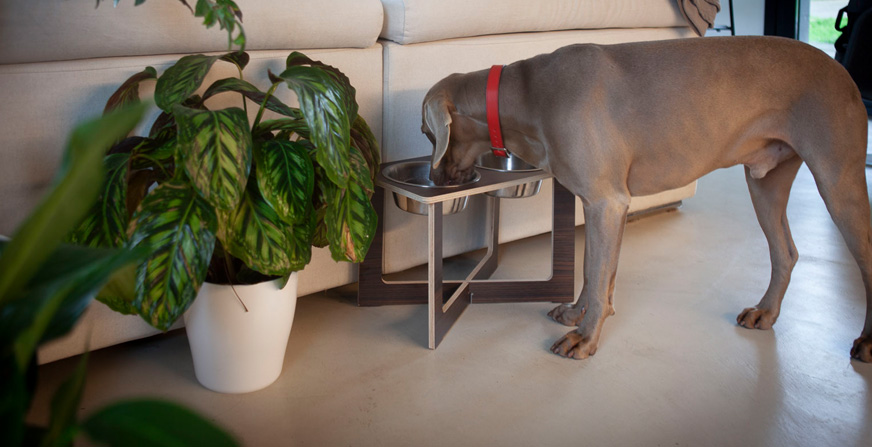 Pet-Friendly