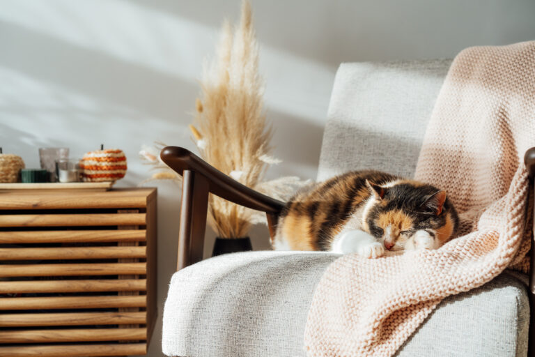 Espacios Pet-Friendly: Un Hogar para todos los miembros de la familia