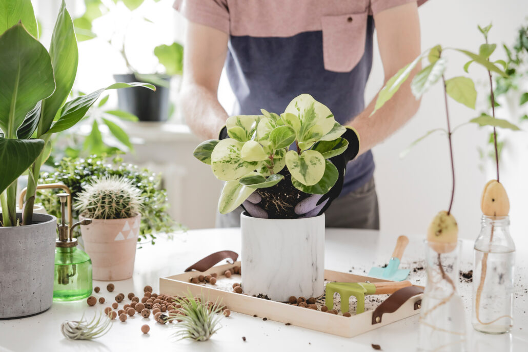 Plantas