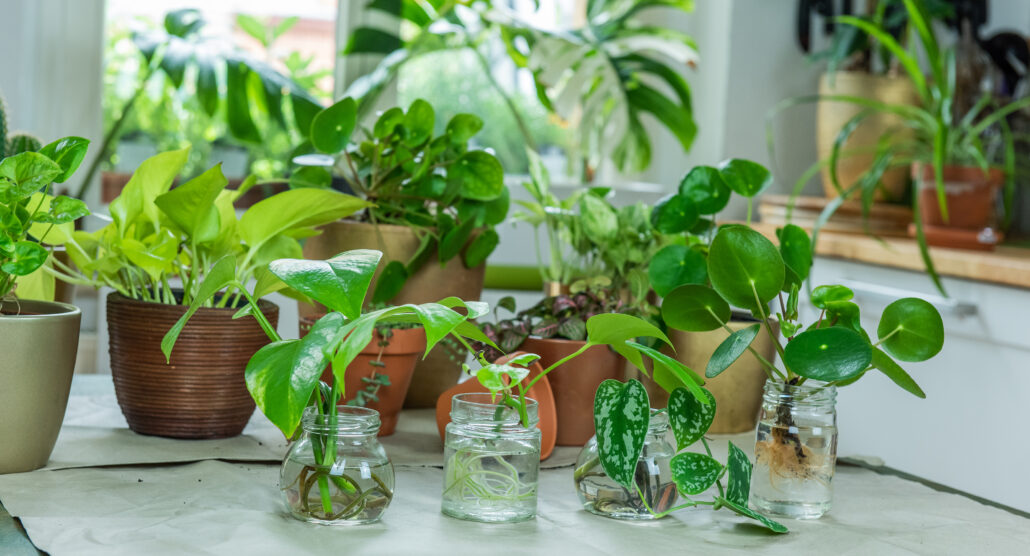 Plantas