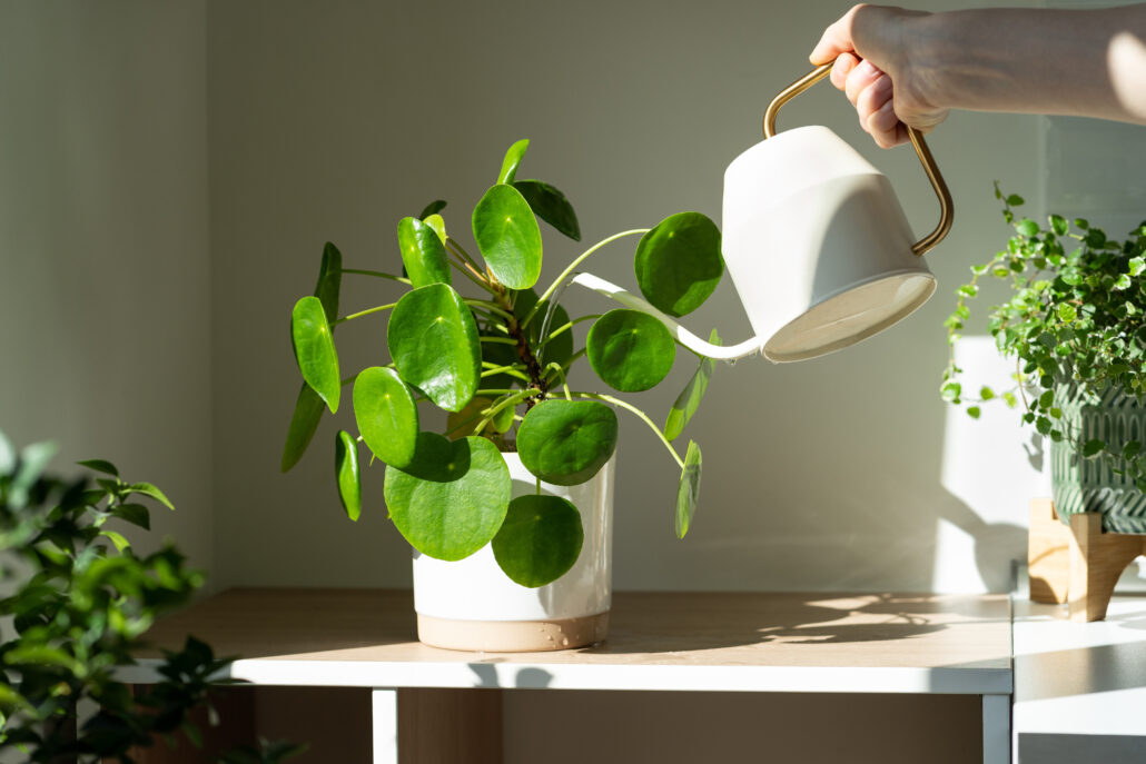 Plantas