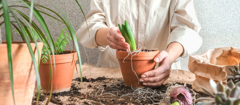 Plantas