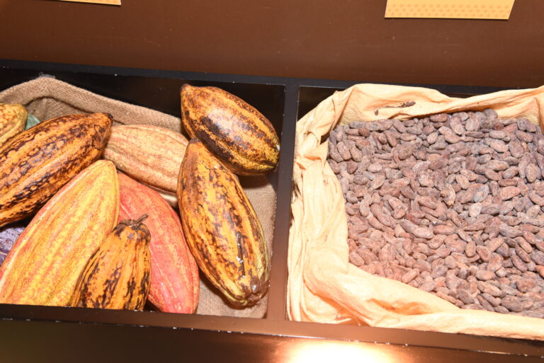 Cortés Hermanos duplica su capacidad de procesamiento de cacao dominicano 